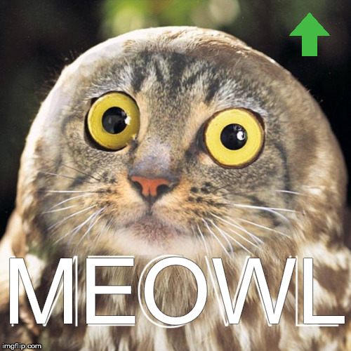 MEOWL | made w/ Imgflip meme maker