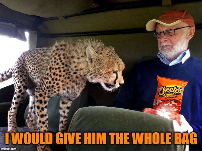 I WOULD GIVE HIM THE WHOLE BAG | image tagged in cats,cheetos | made w/ Imgflip meme maker