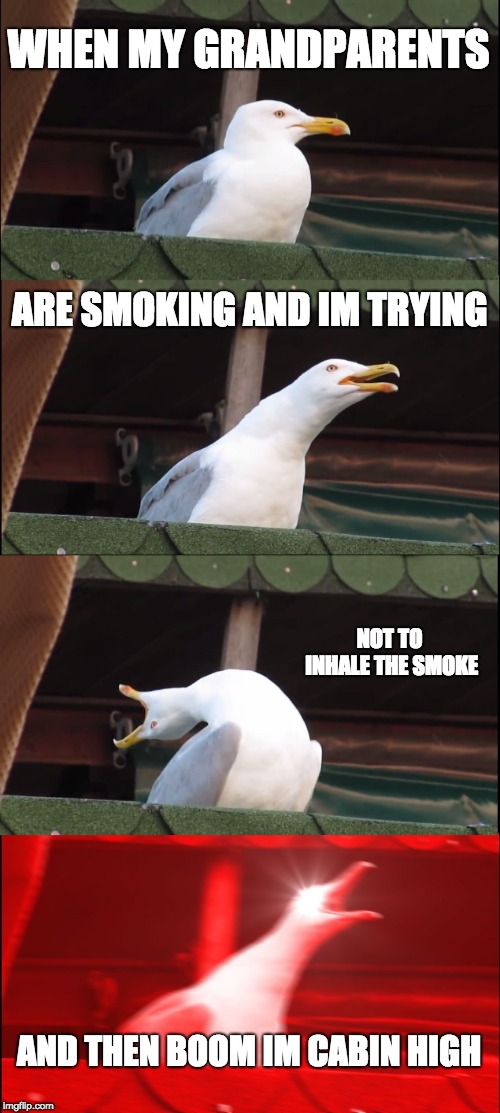 Inhaling Seagull | WHEN MY GRANDPARENTS; ARE SMOKING AND IM TRYING; NOT TO INHALE THE SMOKE; AND THEN BOOM IM CABIN HIGH | image tagged in memes,inhaling seagull | made w/ Imgflip meme maker