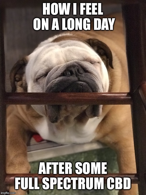 Sleepy CBD | HOW I FEEL ON A LONG DAY; AFTER SOME FULL SPECTRUM CBD | image tagged in sleepy,tired,bulldog,content,lazy,fat | made w/ Imgflip meme maker