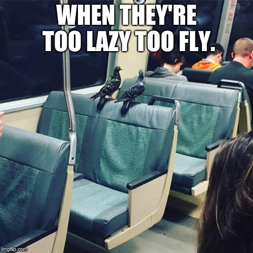 Lazy Birds | WHEN THEY'RE TOO LAZY TOO FLY. | image tagged in birds,trains,fun | made w/ Imgflip meme maker