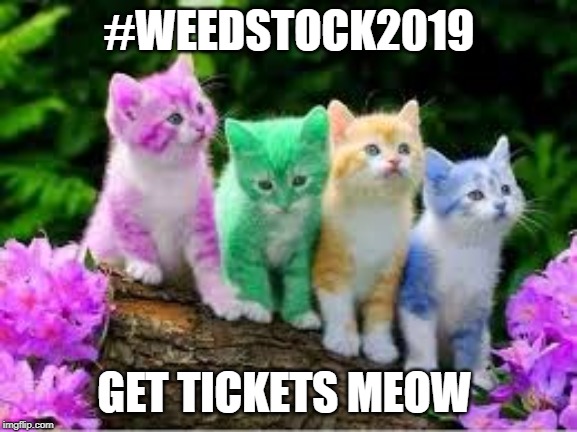 "ASK, BELIEVE, RECEIVE" | #WEEDSTOCK2019; GET TICKETS MEOW | image tagged in ask believe receive | made w/ Imgflip meme maker