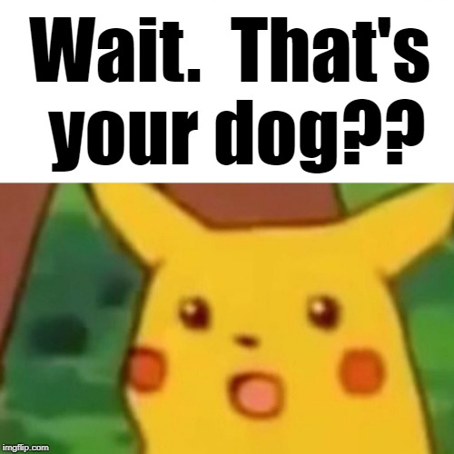 Surprised Pikachu Meme | Wait.  That's your dog?? | image tagged in memes,surprised pikachu | made w/ Imgflip meme maker