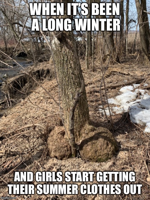 Horny tree | WHEN IT’S BEEN A LONG WINTER; AND GIRLS START GETTING THEIR SUMMER CLOTHES OUT | image tagged in tree,horny,summer,balls | made w/ Imgflip meme maker