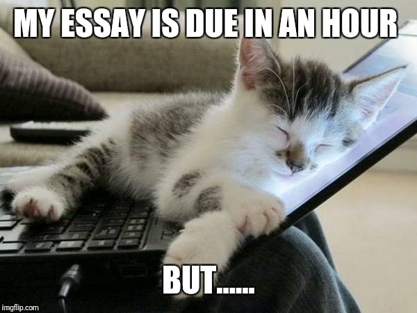 cat sleep computer | MY ESSAY IS DUE IN AN HOUR BUT...... | image tagged in cat sleep computer | made w/ Imgflip meme maker