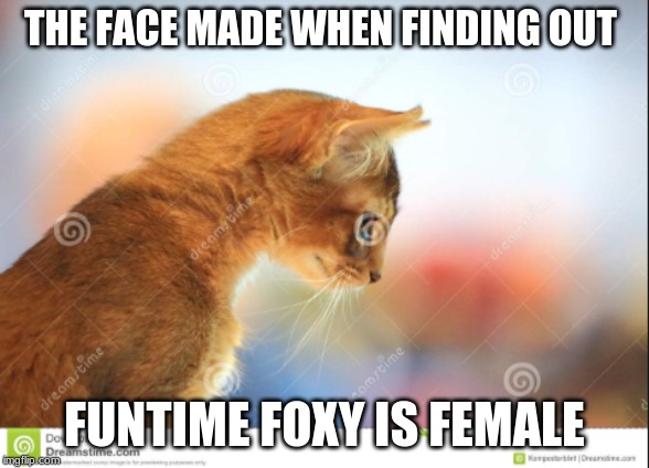 THE FACE MADE WHEN FINDING OUT; FUNTIME FOXY IS FEMALE | image tagged in cats,my,all,fnaf | made w/ Imgflip meme maker
