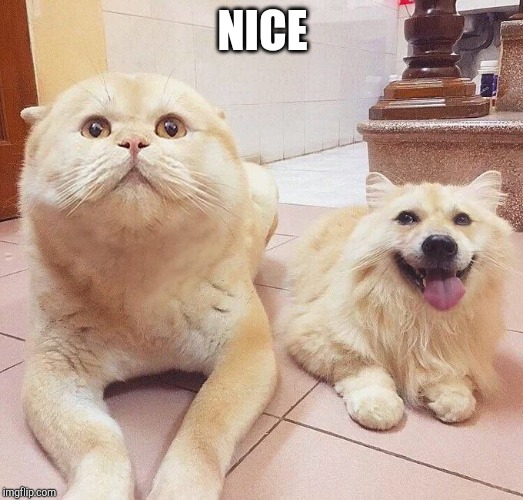NICE | made w/ Imgflip meme maker