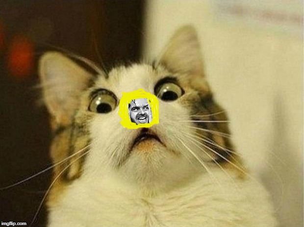 Scared Cat | image tagged in memes,scared cat | made w/ Imgflip meme maker