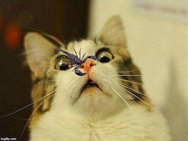 Scared Cat Meme | image tagged in memes,scared cat | made w/ Imgflip meme maker