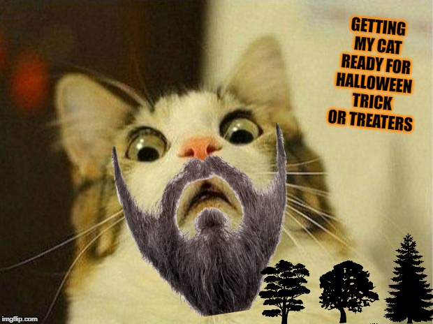 Scared Cat Meme | GETTING MY CAT READY FOR HALLOWEEN TRICK OR TREATERS | image tagged in memes,scared cat | made w/ Imgflip meme maker