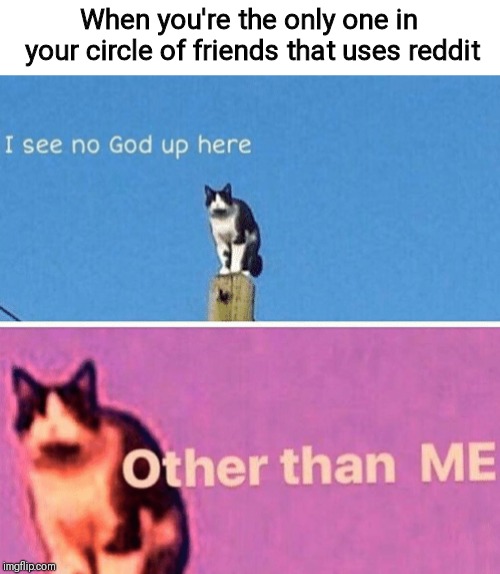 Hail pole cat | When you're the only one in your circle of friends that uses reddit | image tagged in hail pole cat | made w/ Imgflip meme maker