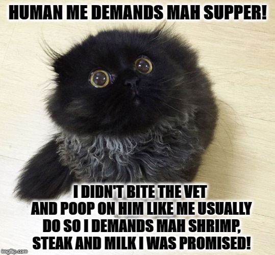 DEMANDS | HUMAN ME DEMANDS MAH SUPPER! I DIDN'T BITE THE VET AND POOP ON HIM LIKE ME USUALLY DO SO I DEMANDS MAH SHRIMP, STEAK AND MILK I WAS PROMISED! | image tagged in demands | made w/ Imgflip meme maker