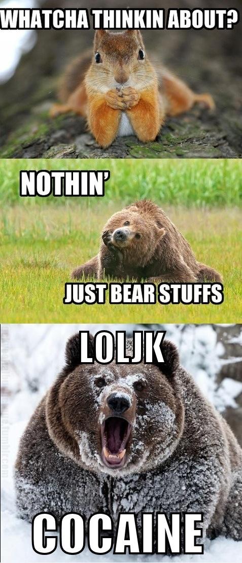 image tagged in funny,animals