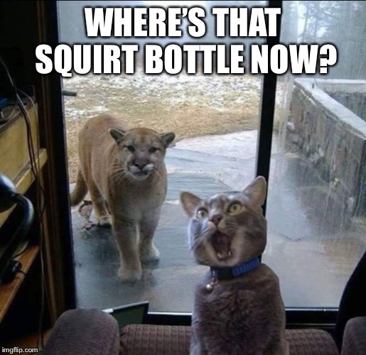 Squirt bottle revenge | WHERE’S THAT SQUIRT BOTTLE NOW? | image tagged in cats | made w/ Imgflip meme maker