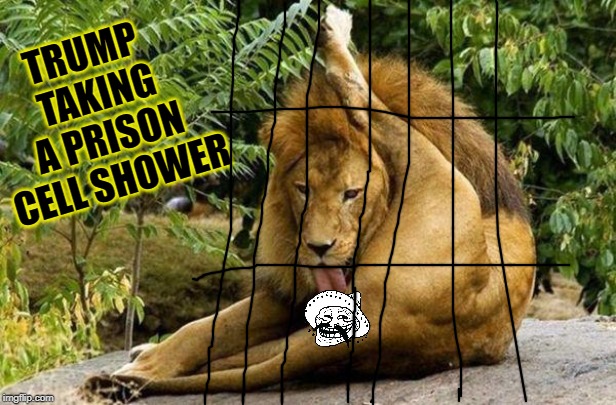 lion licking balls | TRUMP TAKING A PRISON CELL SHOWER | image tagged in lion licking balls | made w/ Imgflip meme maker