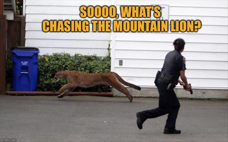 That handgun might not be enough. | SOOOO, WHAT'S CHASING THE MOUNTAIN LION? | image tagged in police,big cat,memes,funny | made w/ Imgflip meme maker