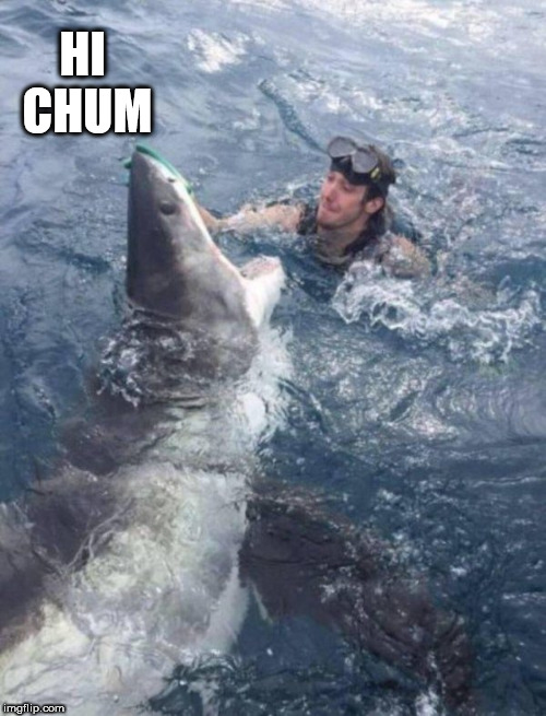 jaws | HI CHUM | image tagged in jaws | made w/ Imgflip meme maker