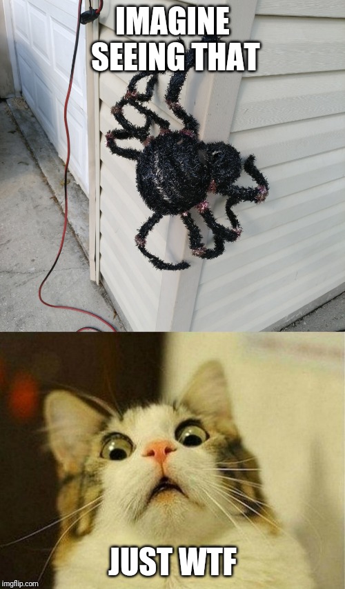 Medieval-sized spider | IMAGINE SEEING THAT; JUST WTF | image tagged in memes,scared cat,big spider,wtf | made w/ Imgflip meme maker