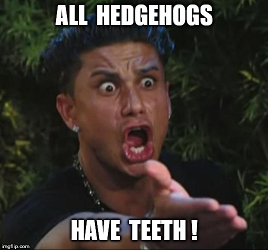 DJ Pauly D Meme | ALL  HEDGEHOGS HAVE  TEETH ! | image tagged in memes,dj pauly d | made w/ Imgflip meme maker