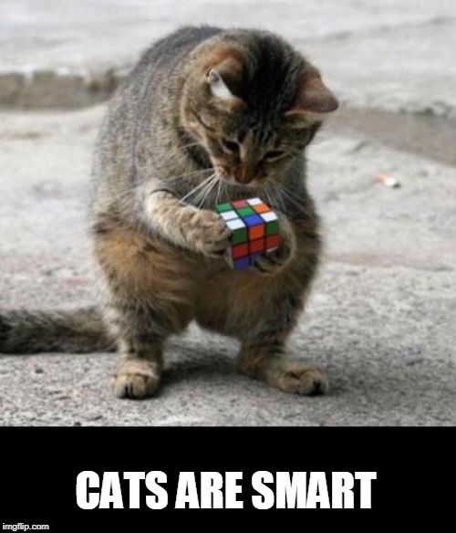 CATS ARE SMART | image tagged in cats | made w/ Imgflip meme maker