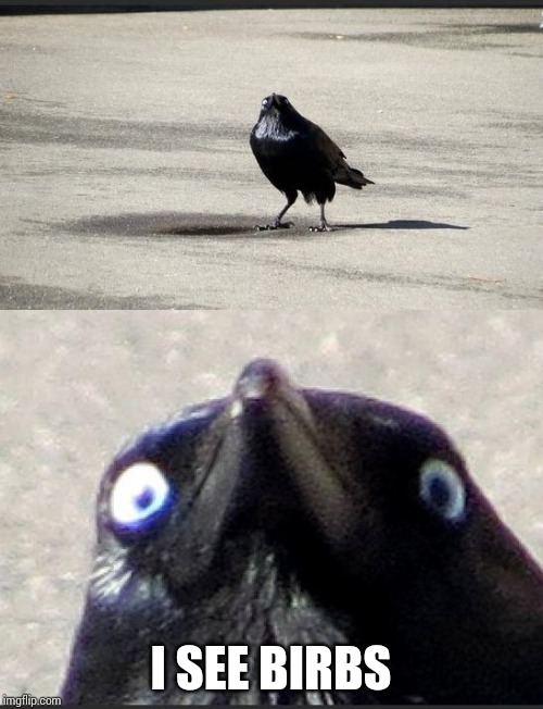 insanity crow | I SEE BIRBS | image tagged in insanity crow | made w/ Imgflip meme maker