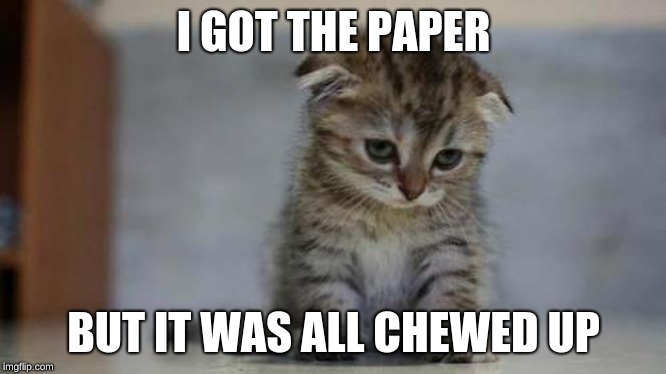 Sad kitten | I GOT THE PAPER; BUT IT WAS ALL CHEWED UP | image tagged in sad kitten | made w/ Imgflip meme maker