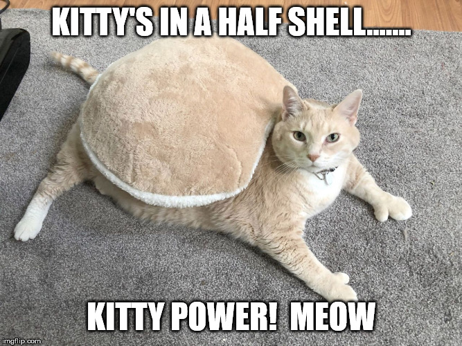 ninja turtle kitty | KITTY'S IN A HALF SHELL....... KITTY POWER!  MEOW | image tagged in cats,fat cat,funny cat memes,cat memes,pets,funny memes | made w/ Imgflip meme maker