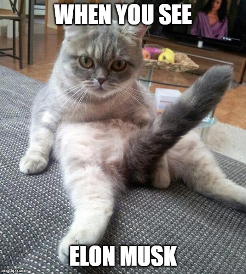 Sexy Cat | WHEN YOU SEE; ELON MUSK | image tagged in memes,sexy cat | made w/ Imgflip meme maker