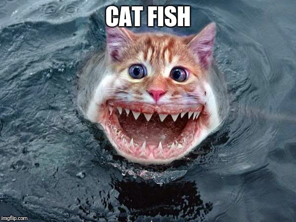Cat-Fish | CAT FISH | image tagged in cat-fish | made w/ Imgflip meme maker