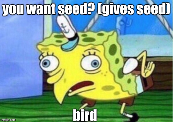 Mocking Spongebob | you want seed? (gives seed); bird | image tagged in memes,mocking spongebob | made w/ Imgflip meme maker