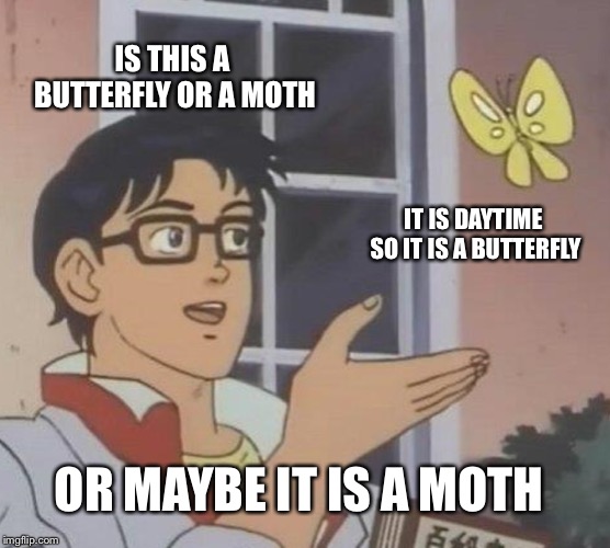 Is This A Pigeon Meme | IS THIS A BUTTERFLY OR A MOTH; IT IS DAYTIME SO IT IS A BUTTERFLY; OR MAYBE IT IS A MOTH | image tagged in memes,is this a pigeon | made w/ Imgflip meme maker