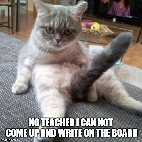 Cat boner | NO TEACHER I CAN NOT COME UP AND WRITE ON THE BOARD | image tagged in cat boner | made w/ Imgflip meme maker