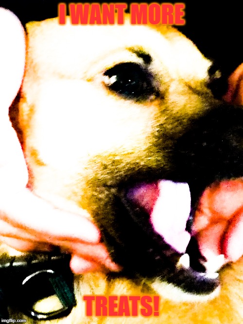 DOG | I WANT MORE; TREATS! | image tagged in dog,scream,glow | made w/ Imgflip meme maker