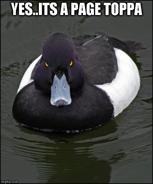 Angry duck | YES..ITS A PAGE TOPPA | image tagged in angry duck | made w/ Imgflip meme maker