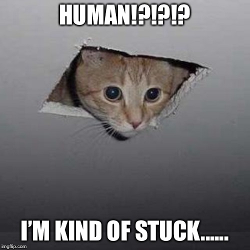 Ceiling Cat | HUMAN!?!?!? I’M KIND OF STUCK...... | image tagged in memes,ceiling cat | made w/ Imgflip meme maker