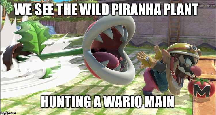 National Geographic meme month (May 2-May 31) I just made a meme month! | WE SEE THE WILD PIRANHA PLANT; HUNTING A WARIO MAIN | image tagged in the food chain,super smash bros ultimate,wario | made w/ Imgflip meme maker