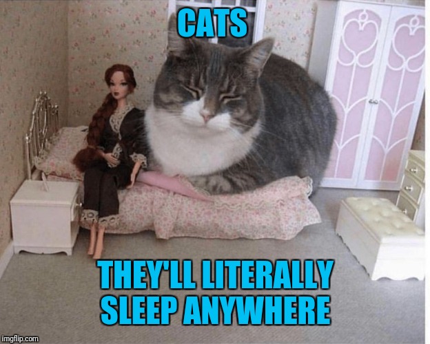 CATS; THEY'LL LITERALLY SLEEP ANYWHERE | image tagged in cats,is this a bed | made w/ Imgflip meme maker