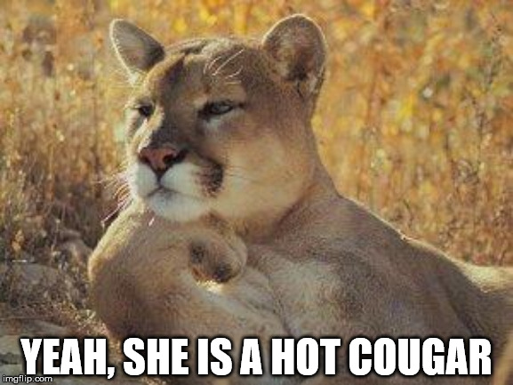 Cougar sitting in the sun | YEAH, SHE IS A HOT COUGAR | image tagged in a cougar chillin | made w/ Imgflip meme maker