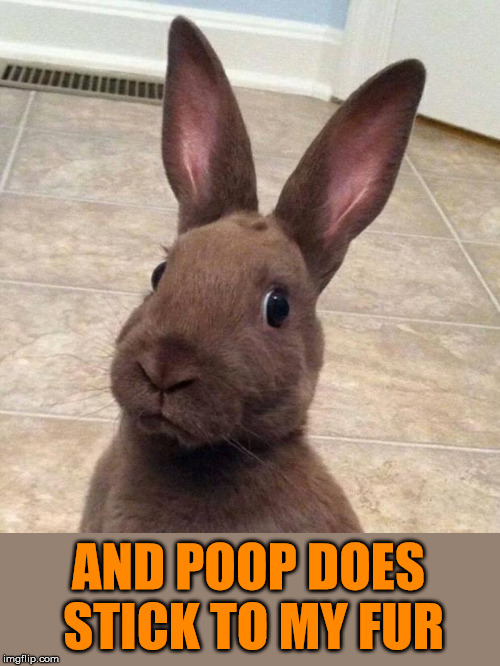 Really? Rabbit | AND POOP DOES STICK TO MY FUR | image tagged in really rabbit | made w/ Imgflip meme maker