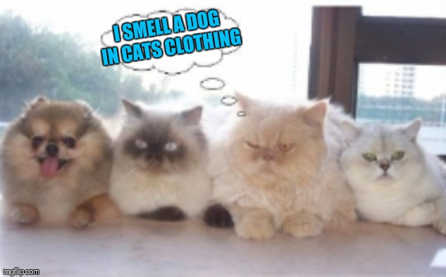Keep your enemies closer | I SMELL A DOG IN CATS CLOTHING | image tagged in memes,cats,dogs,wolf in sheeps clothing,funny,mad cat | made w/ Imgflip meme maker