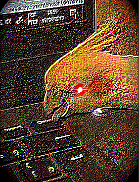 deepfried birb Blank Meme Template