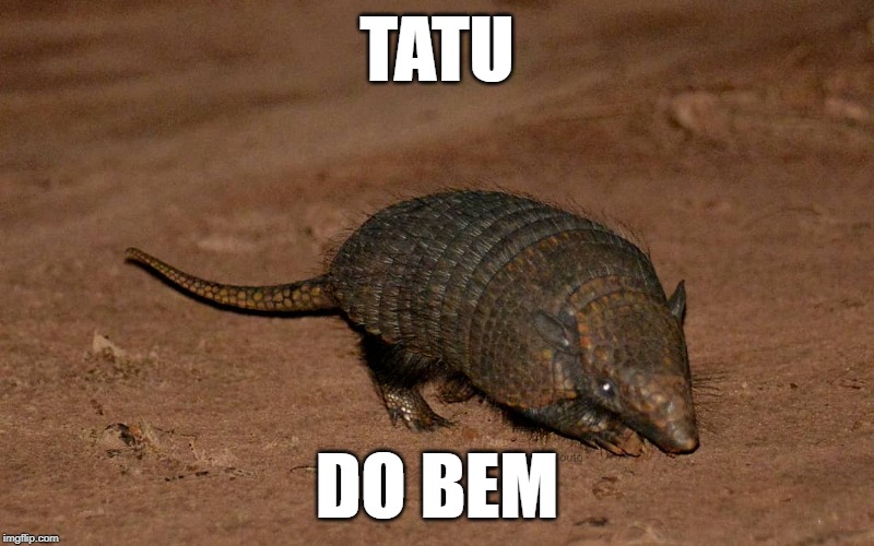 tatu do bem | TATU; DO BEM | image tagged in brazil,funny memes | made w/ Imgflip meme maker