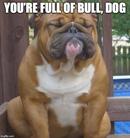 English bull dog | YOU’RE FULL OF BULL, DOG | image tagged in english bull dog | made w/ Imgflip meme maker