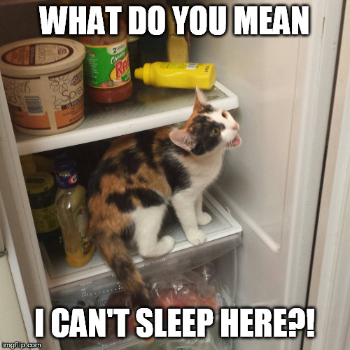 WHAT DO YOU MEAN I CAN'T SLEEP HERE?! | made w/ Imgflip meme maker