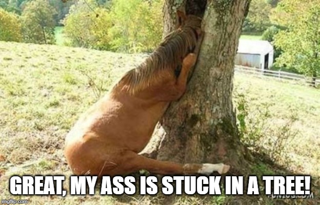 Dumb Donkey | GREAT, MY ASS IS STUCK IN A TREE! | image tagged in donkey,stupid memes | made w/ Imgflip meme maker