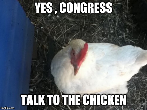 Angry Chicken Boss Meme | YES , CONGRESS TALK TO THE CHICKEN | image tagged in memes,angry chicken boss | made w/ Imgflip meme maker