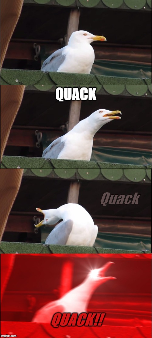 Inhaling Seagull | QUACK; Quack; QUACK!! | image tagged in memes,inhaling seagull | made w/ Imgflip meme maker