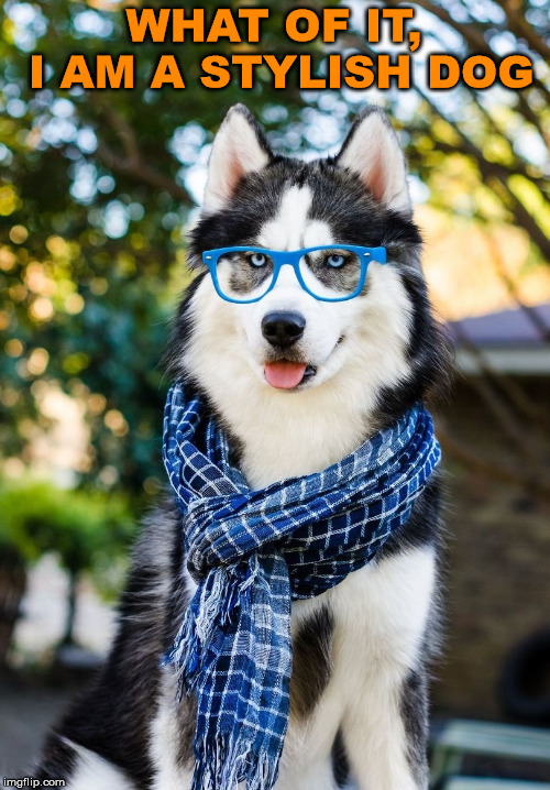 Dapper dog | WHAT OF IT, I AM A STYLISH DOG | image tagged in cute dog | made w/ Imgflip meme maker