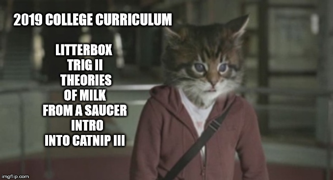 cat goes to college. go wildcats | LITTERBOX TRIG II  THEORIES OF MILK FROM A SAUCER   INTRO INTO CATNIP III; 2019 COLLEGE CURRICULUM | image tagged in cat,cats,cat memes,funny cat memes,funny memes,funny animals | made w/ Imgflip meme maker
