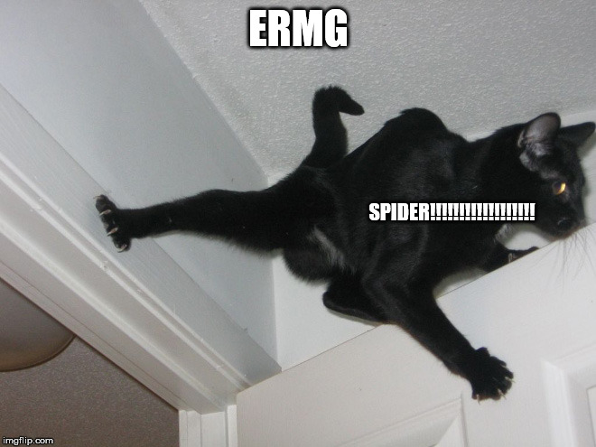 cat afraid of a spider | ERMG; SPIDER!!!!!!!!!!!!!!!!!! | image tagged in cats,cat,scared cat,funny cat memes,cat memes | made w/ Imgflip meme maker
